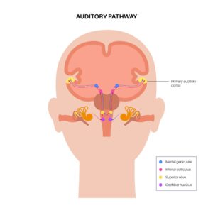 Auditory Patway